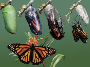 Butterfly_Adult_Emerging_Chrysalis_all_steps